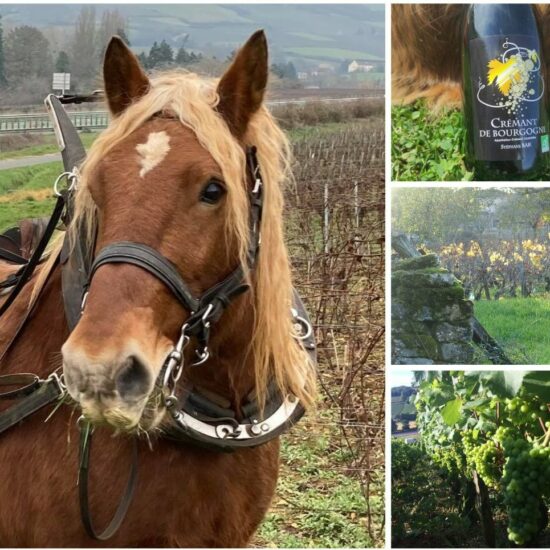 Domaine Stéphane Bak